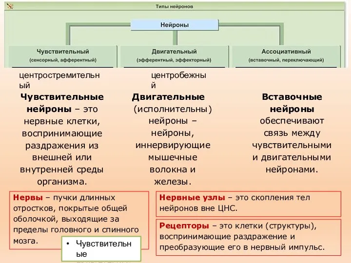 Чувствительные нейроны – это нервные клетки, воспринимающие раздражения из внешней или внутренней