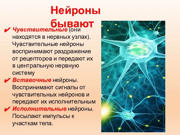 Нейроны бывают Чувствительные (они находятся в нервных узлах). Чувствительные нейроны воспринимают раздражение