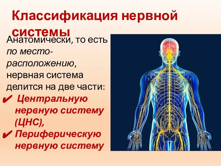 Анатомически, то есть по место-расположению, нервная система делится на две части: Центральную