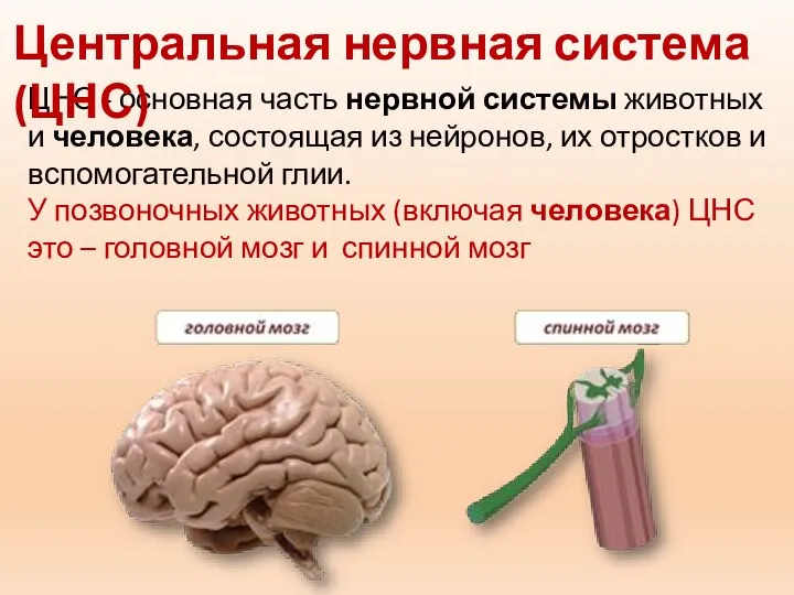 ЦНС - основная часть нервной системы животных и человека, состоящая из нейронов,