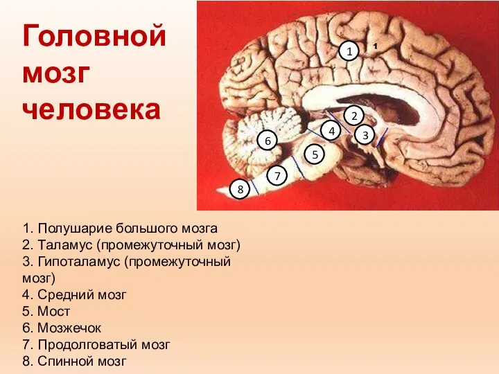 1. Полушарие большого мозга 2. Таламус (промежуточный мозг) 3. Гипоталамус (промежуточный мозг)