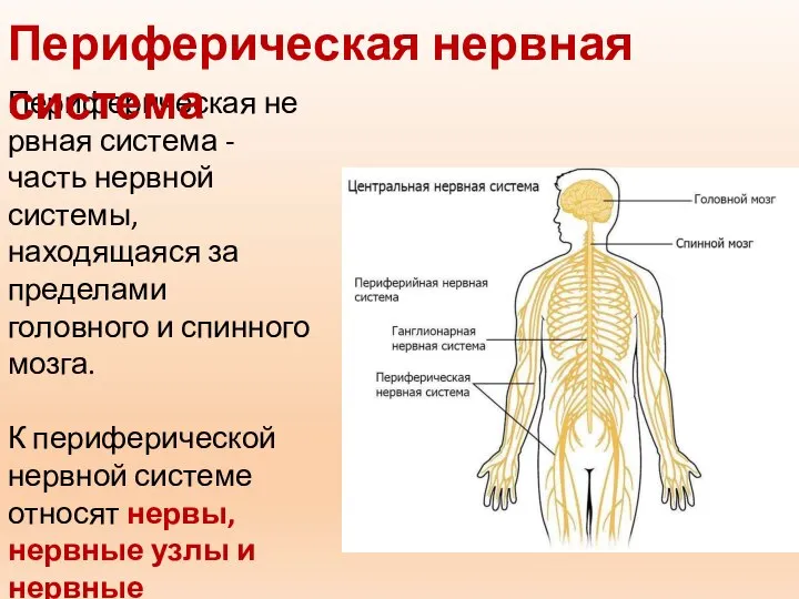Периферическая нервная система - часть нервной системы, находящаяся за пределами головного и