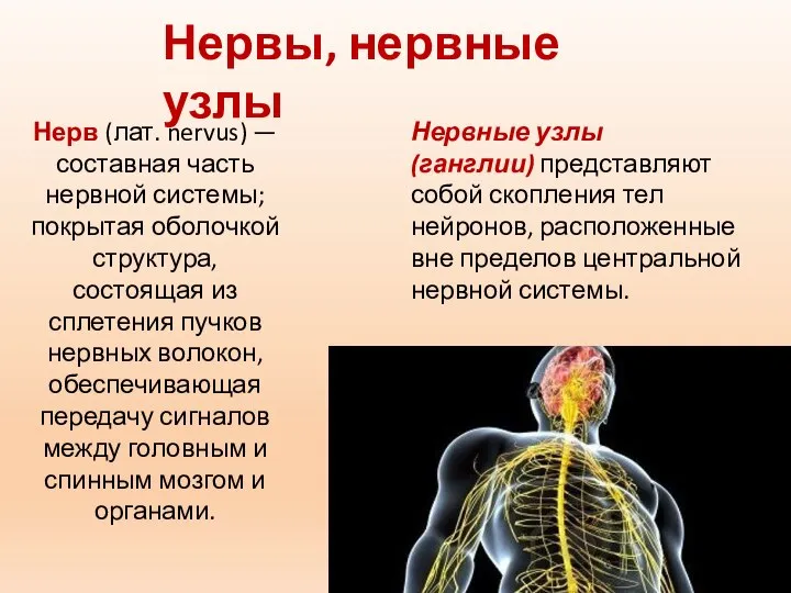 Нерв (лат. nervus) — составная часть нервной системы; покрытая оболочкой структура, состоящая
