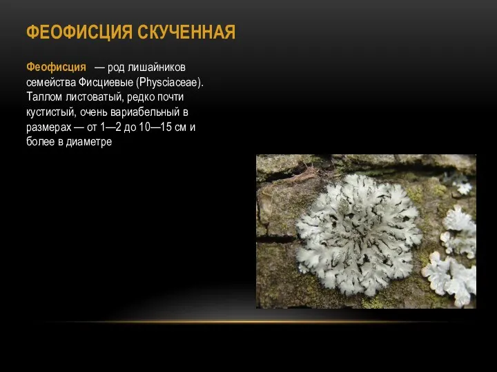 ФЕОФИСЦИЯ СКУЧЕННАЯ Феофисция — род лишайников семейства Фисциевые (Physciaceae). Таллом листоватый, редко