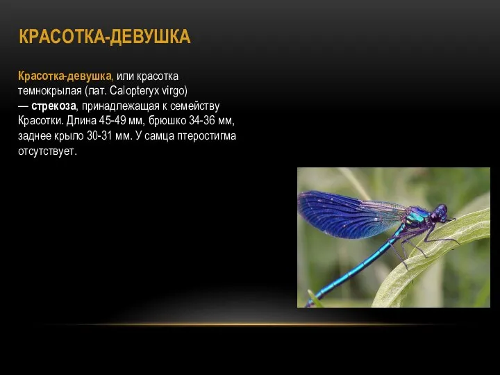 КРАСОТКА-ДЕВУШКА Красотка-девушка, или красотка темнокрылая (лат. Calopteryx virgo) — стрекоза, принадлежащая к