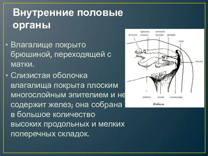 Внутренние половые органы Влагалище покрыто брюшиной, переходящей с матки. Слизистая оболочка влагалища