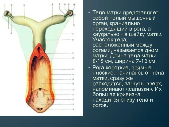 Тело матки представляет собой полый мышечный орган, краниально переходящий в рога, а