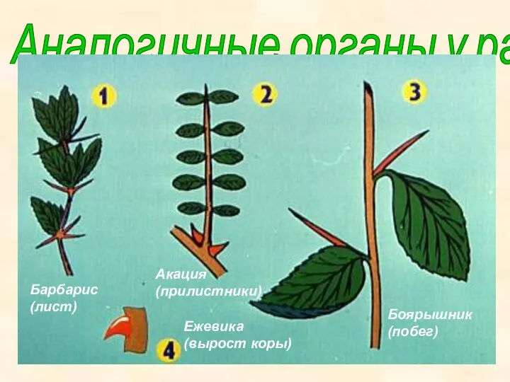 Аналогичные органы у растений
