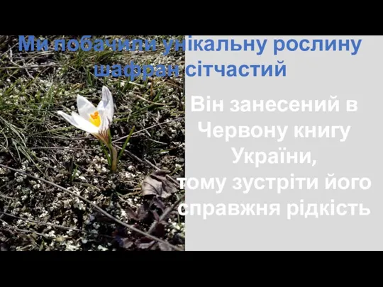 Ми побачили унікальну рослину шафран сітчастий Він занесений в Червону книгу України,