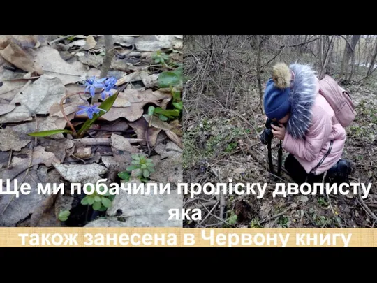 Ще ми побачили проліску дволисту яка також занесена в Червону книгу України