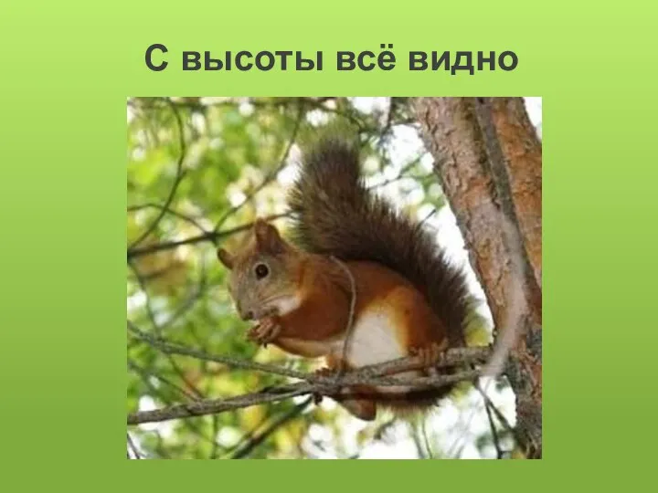 С высоты всё видно