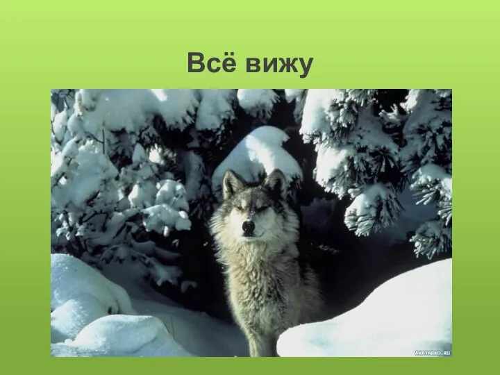 Всё вижу