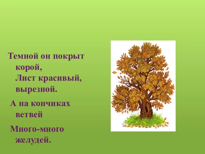 Темной он покрыт корой, Лист красивый, вырезной. А на кончиках ветвей Много-много желудей.