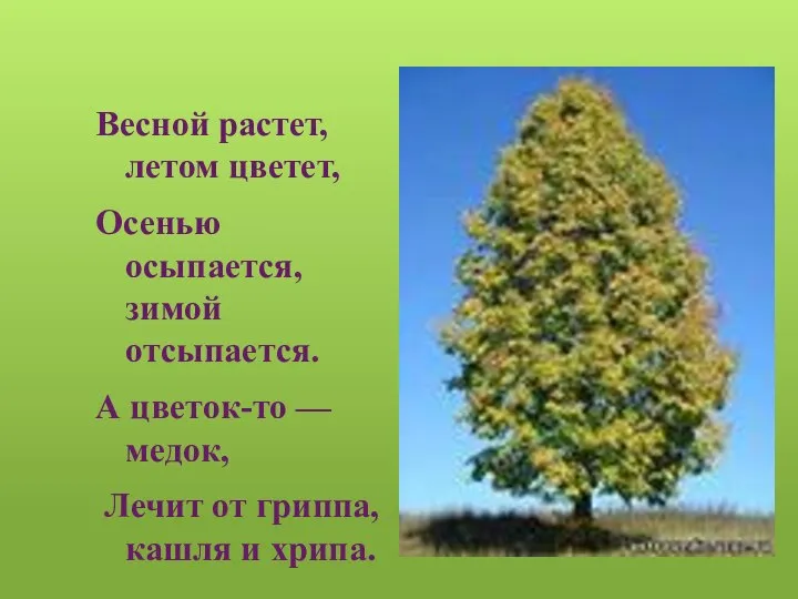 Весной растет, летом цветет, Осенью осыпается, зимой отсыпается. А цветок-то — медок,