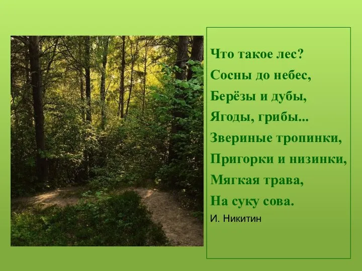 Что такое лес? Сосны до небес, Берёзы и дубы, Ягоды, грибы... Звериные