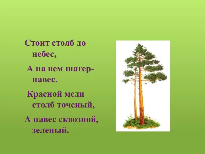 Стоит столб до небес, А на нем шатер-навес. Красной меди столб точеный, А навес сквозной, зеленый.