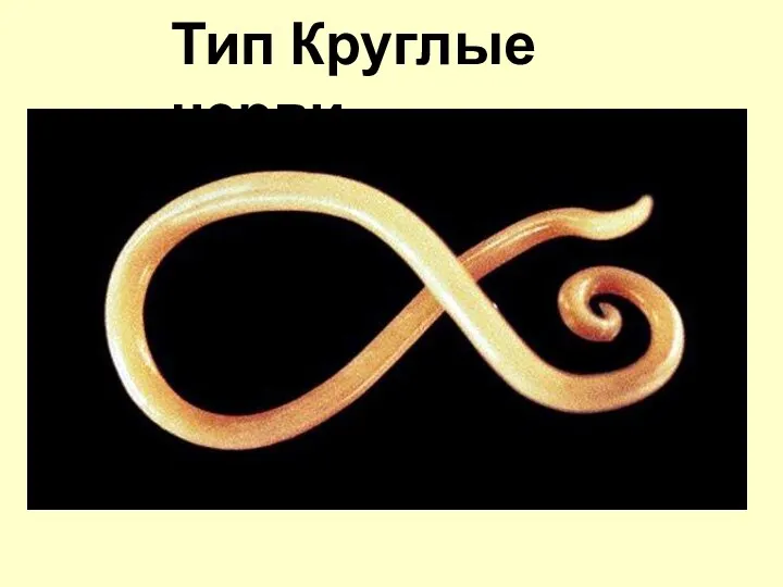 Тип Круглые черви