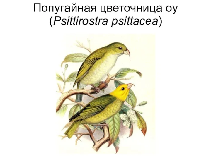 Попугайная цветочница оу (Psittirostra psittacea)
