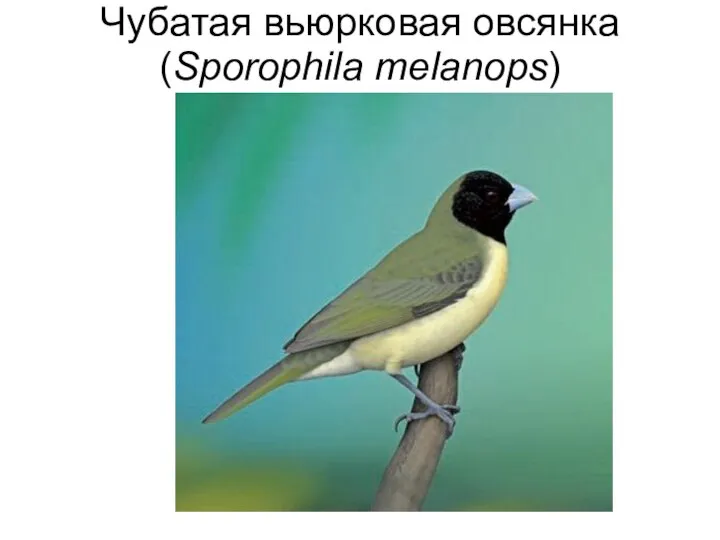 Чубатая вьюрковая овсянка (Sporophila melanops)