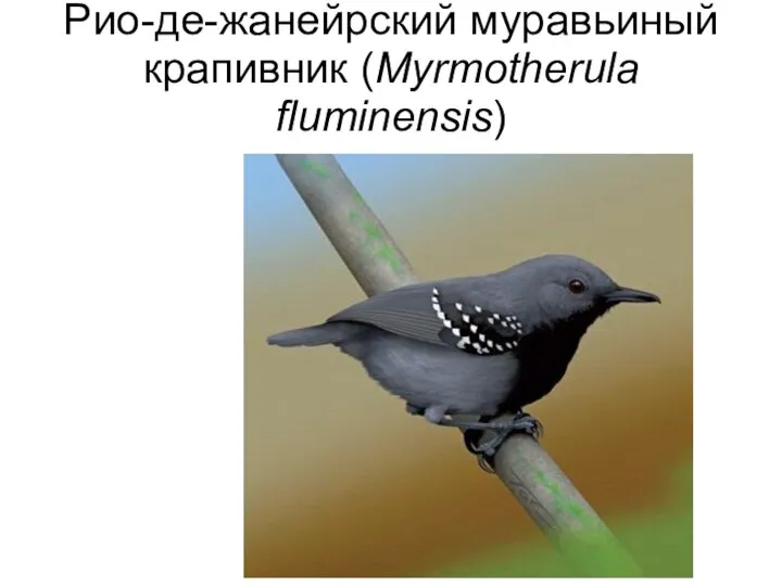 Рио-де-жанейрский муравьиный крапивник (Myrmotherula fluminensis)