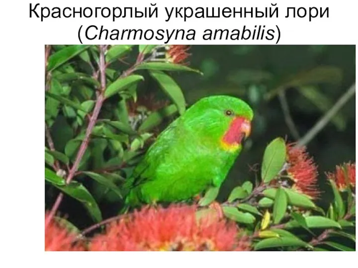 Красногорлый украшенный лори (Charmosyna amabilis)
