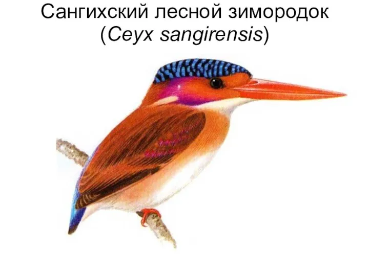 Сангихский лесной зимородок (Ceyx sangirensis)