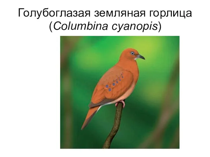Голубоглазая земляная горлица (Columbina cyanopis)