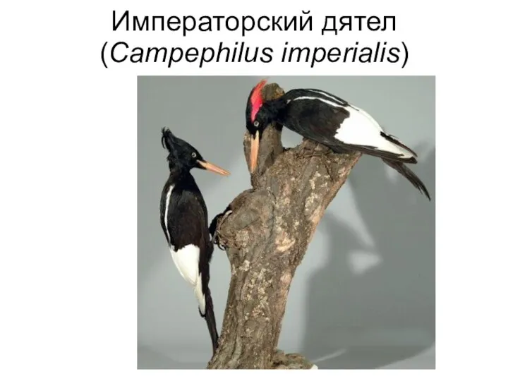 Императорский дятел (Campephilus imperialis)