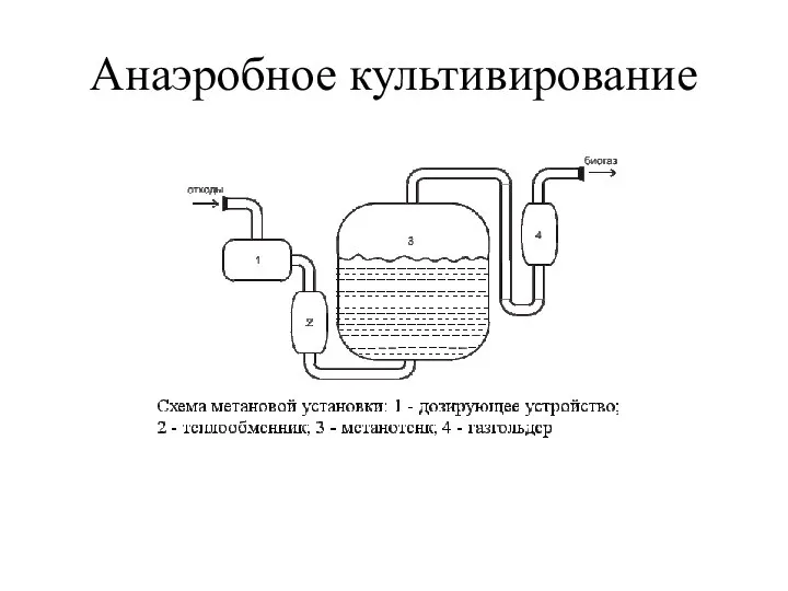 Анаэробное культивирование