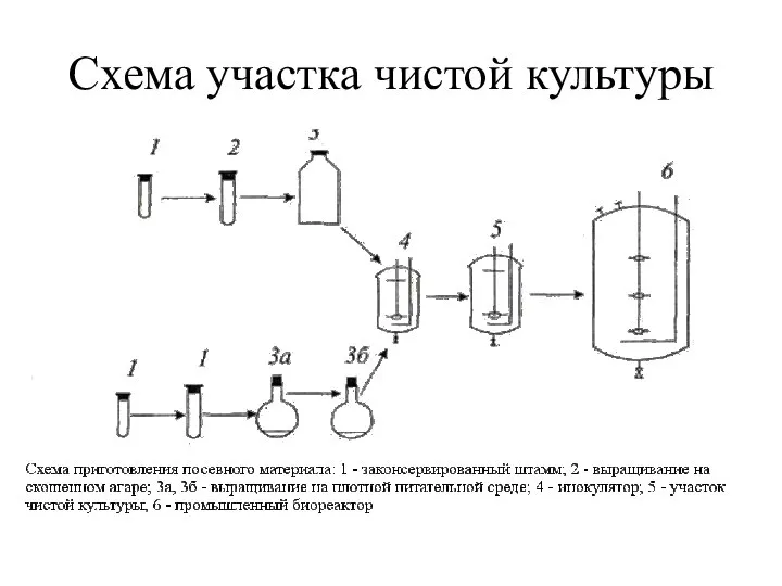 Схема участка чистой культуры