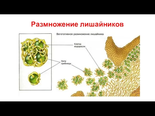 Размножение лишайников