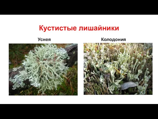 Кустистые лишайники Уснея Колодония