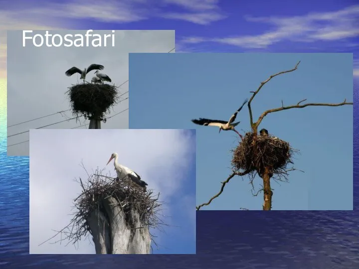 Fotosafari