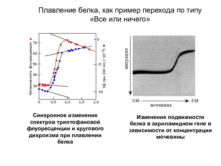 Синхронное изменение спектров триптофановой флуоресценции и кругового дихроизма при плавлении белка Изменение