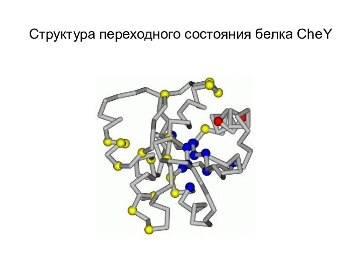 Структура переходного состояния белка CheY