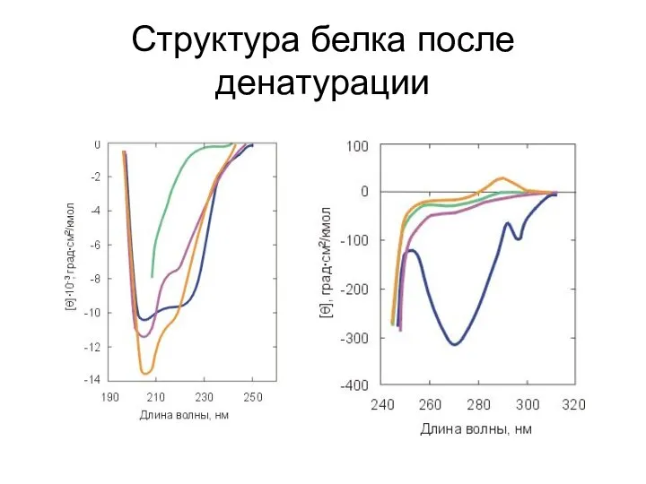 Структура белка после денатурации