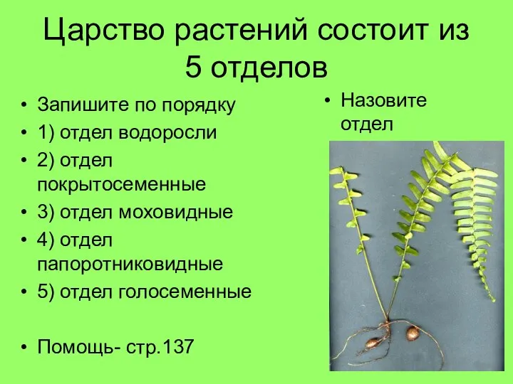 Царство растений состоит из 5 отделов Запишите по порядку 1) отдел водоросли