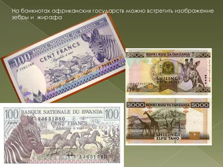 На банкнотах африканских государств можно встретить изображение зебры и жирафа