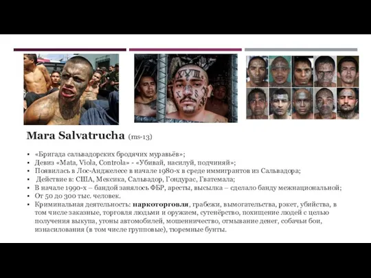 Mara Salvatrucha (ms-13) «Бригада сальвадорских бродячих муравьёв»; Девиз «Mata, Viola, Controla» -