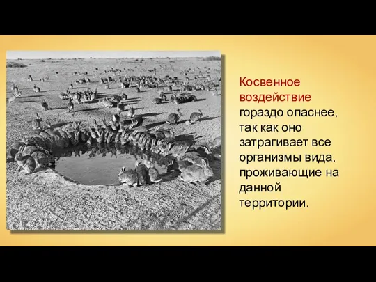 Косвенное воздействие гораздо опаснее, так как оно затрагивает все организмы вида, проживающие на данной территории.