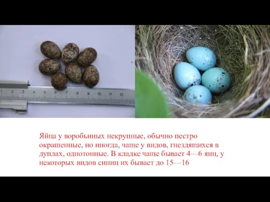 Яйца у воробьиных некрупные, обычно пестро окрашенные, но иногда, чаще у видов,
