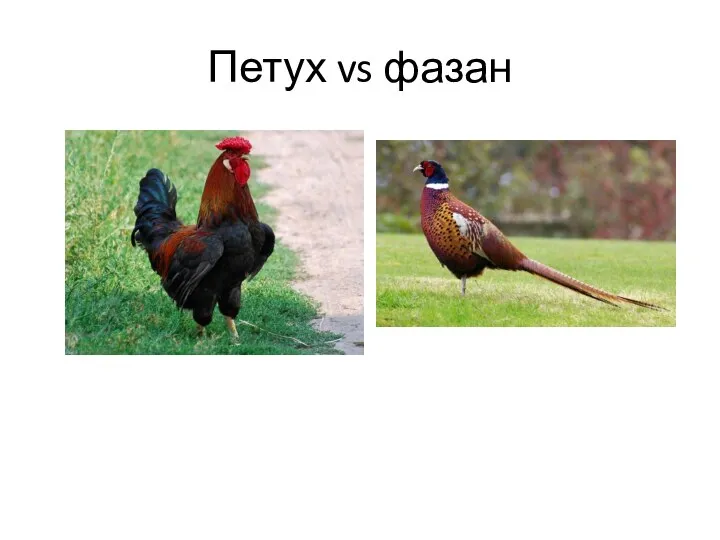 Петух vs фазан