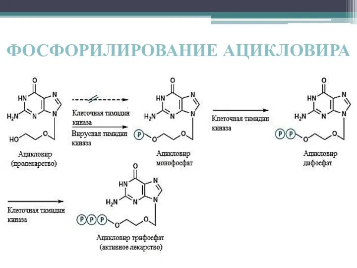 ФОСФОРИЛИРОВАНИЕ АЦИКЛОВИРА