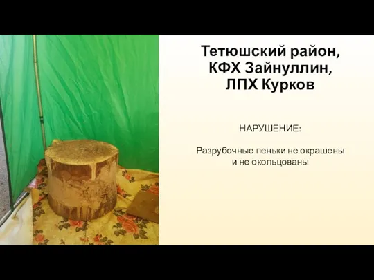 Тетюшский район, КФХ Зайнуллин, ЛПХ Курков НАРУШЕНИЕ: Разрубочные пеньки не окрашены и не окольцованы