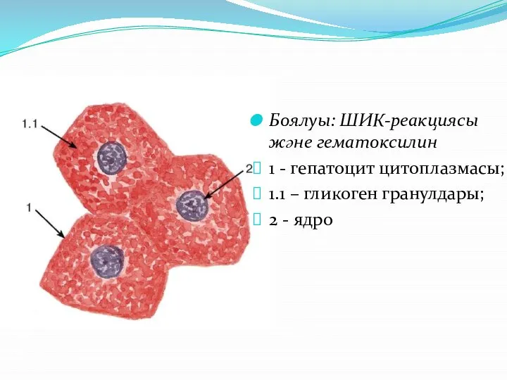 Боялуы: ШИК-реакциясы және гематоксилин 1 - гепатоцит цитоплазмасы; 1.1 – гликоген гранулдары; 2 - ядро