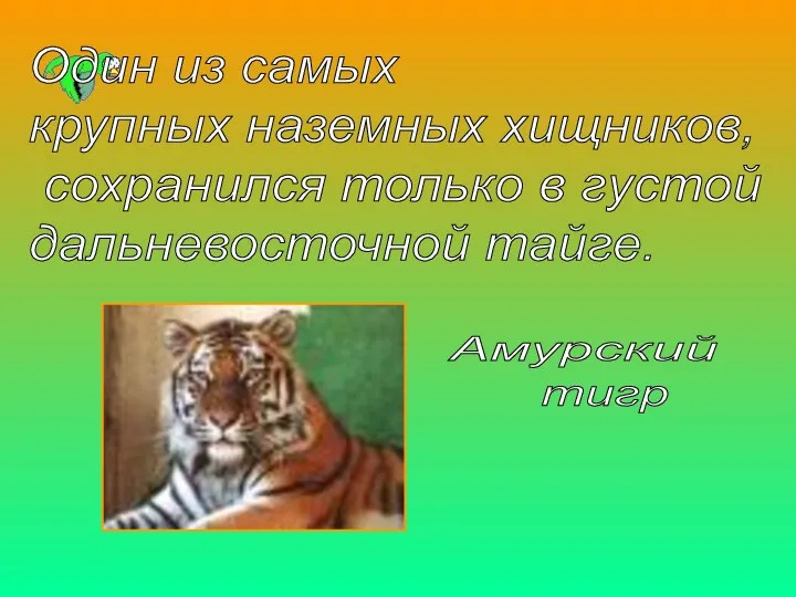 Амурский тигр Один из самых крупных наземных хищников, сохранился только в густой дальневосточной тайге.