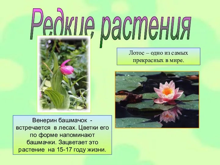 Редкие растения Венерин башмачок -встречается в лесах. Цветки его по форме напоминают