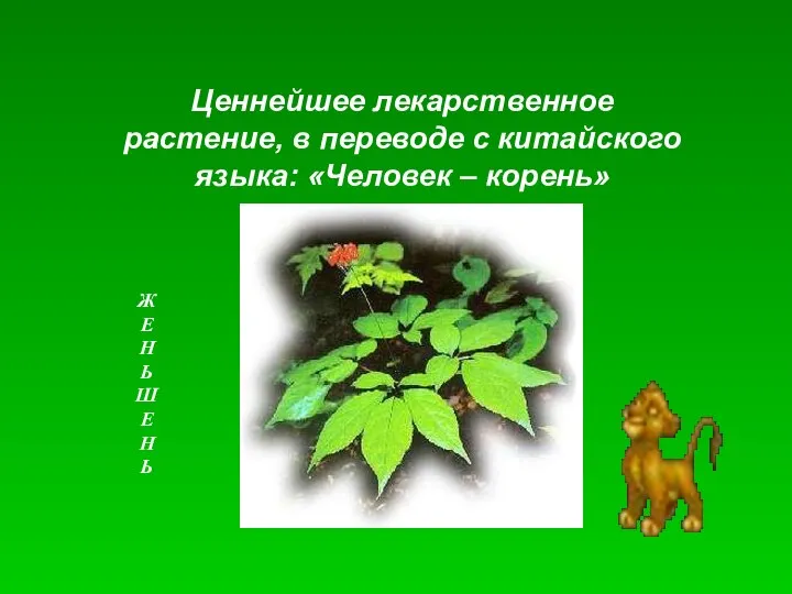 Ценнейшее лекарственное растение, в переводе с китайского языка: «Человек – корень» Ж