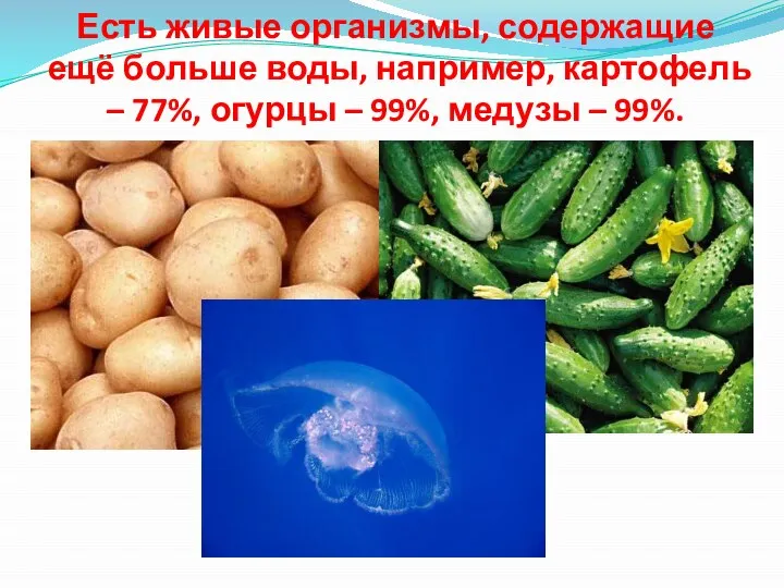Есть живые организмы, содержащие ещё больше воды, например, картофель – 77%, огурцы