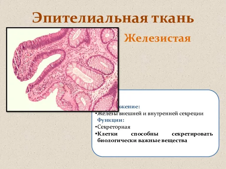 Эпителиальная ткань Железистая Расположение: Железы внешней и внутренней секреции Функции: Секреторная Клетки